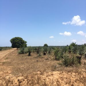 Context: Bomani, Kifili County