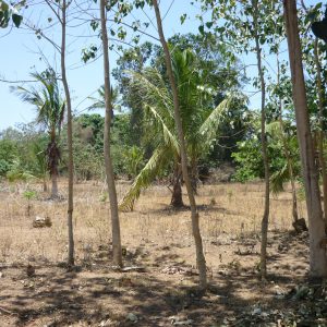 Context: Bomani, Kifili County